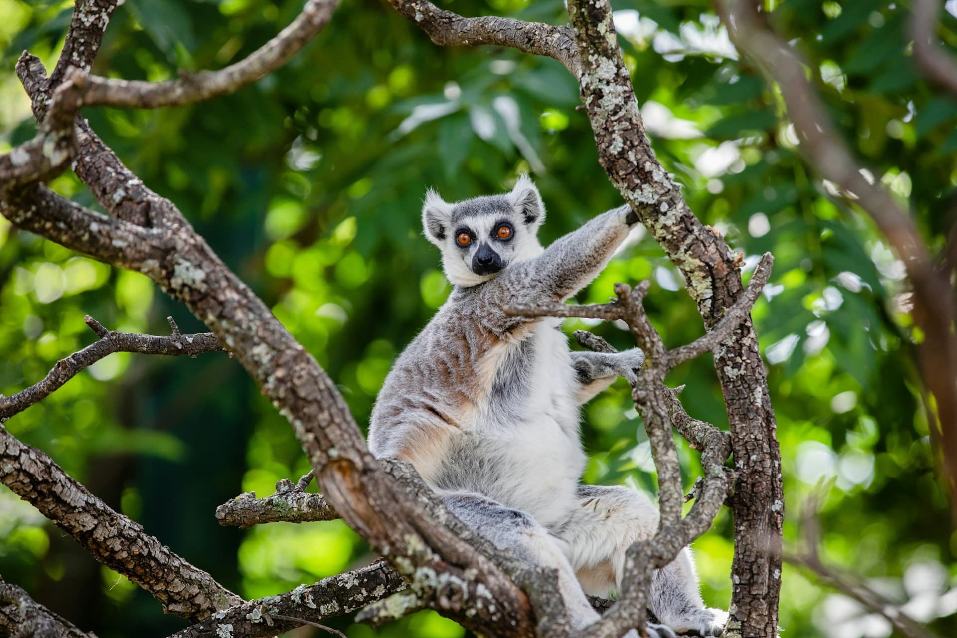 Faunia Nature Park Ticket - main image