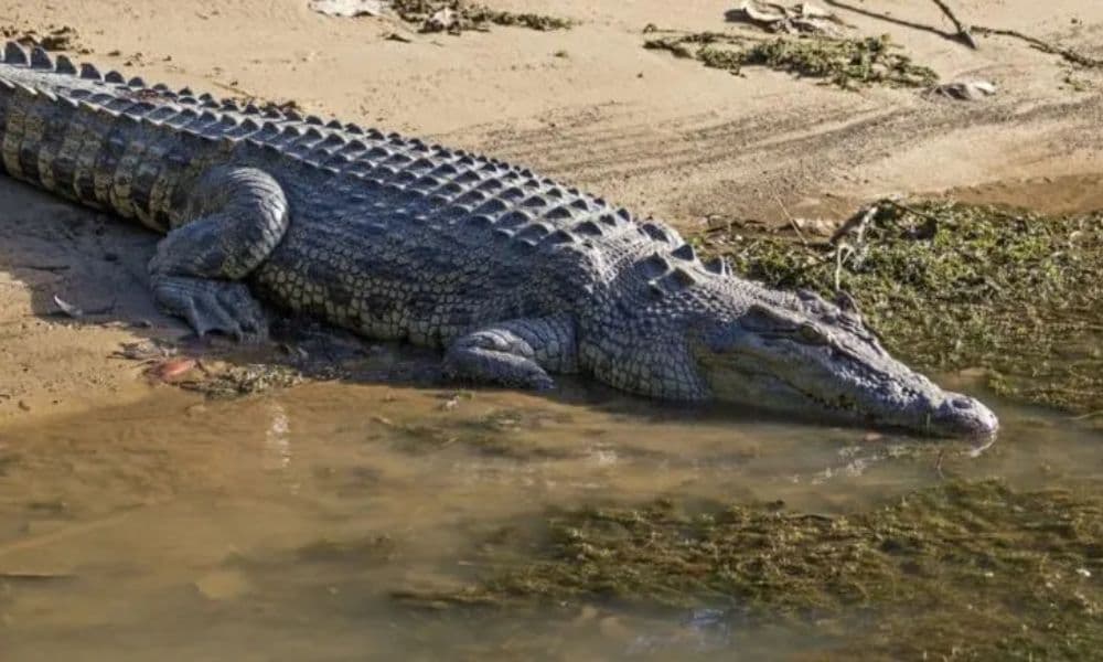 Crocodile Express Daintree Cruise from Daintree Gateway - image 2